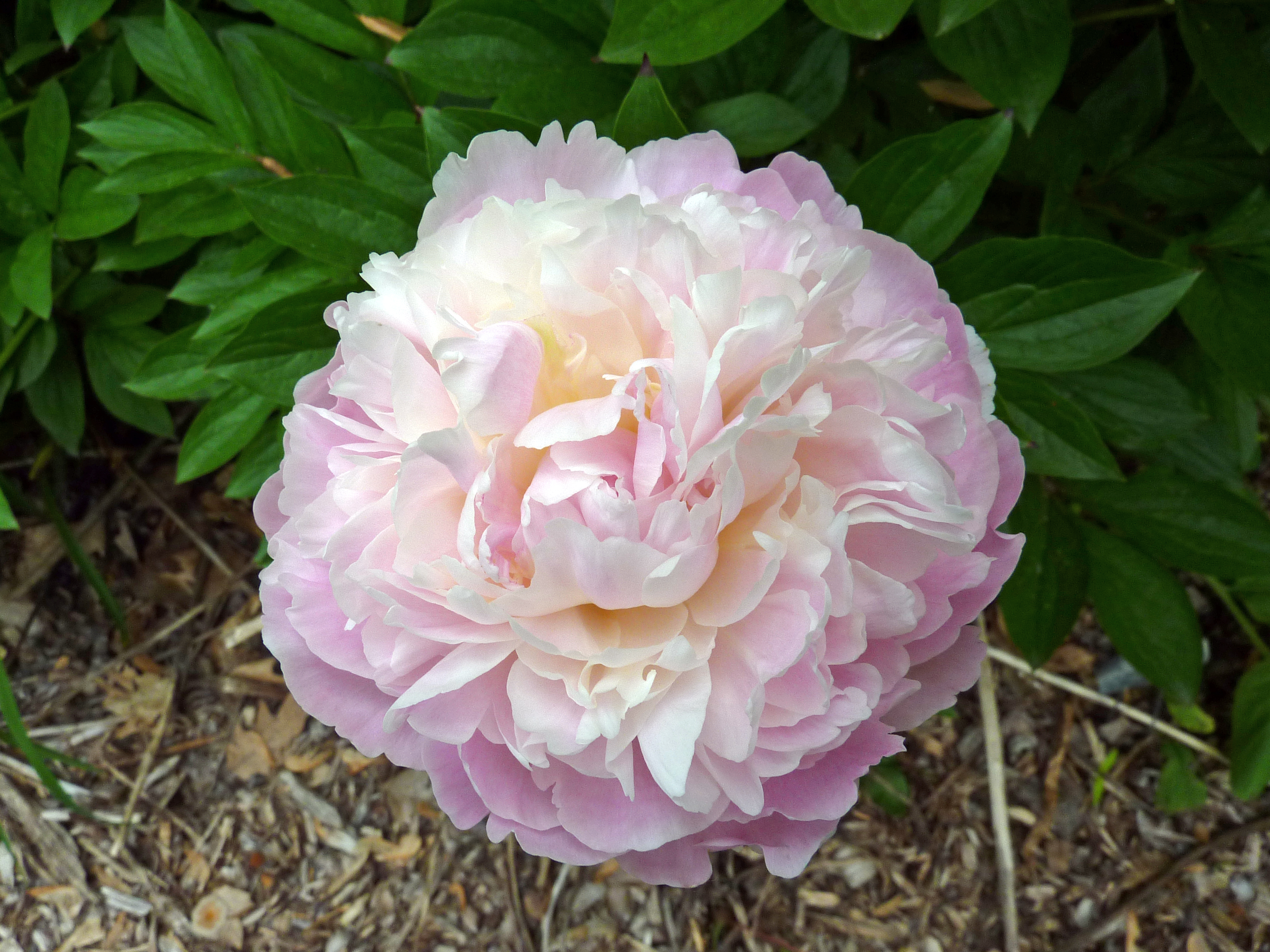 Paeonia lactiflora 'Moonstone'